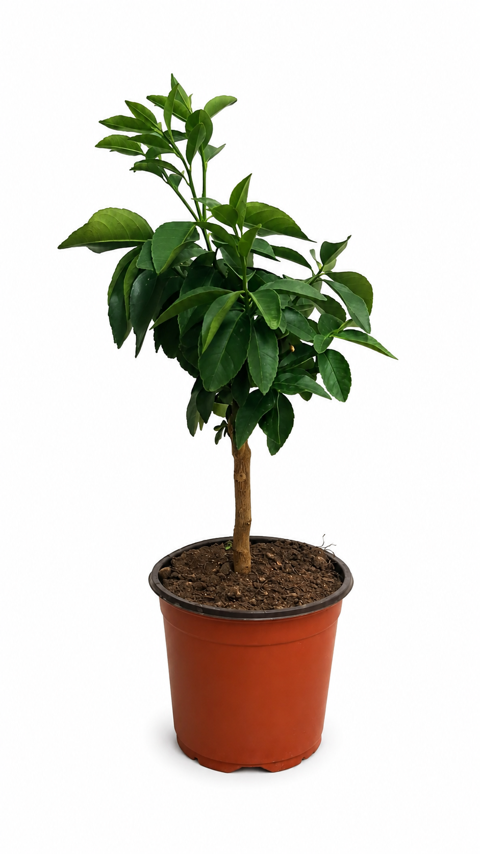 Zitronatzitrone ‘Maxima’ als Stämmchen ca. 50 cm – Citrus medica, Cedrat-Zitrone & exotischer Zitronenbaum