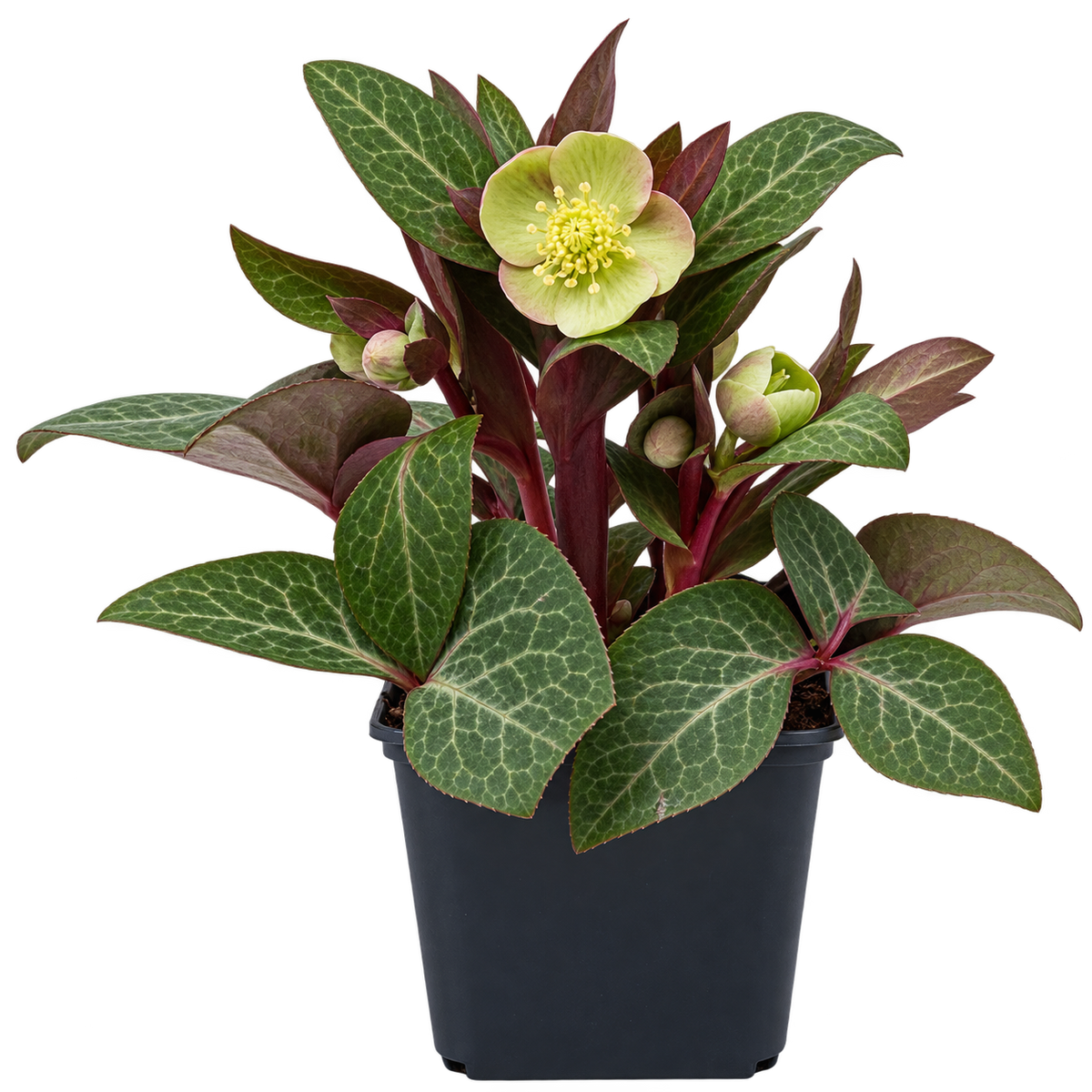 Helleborus lividus ‘Pink’ – rosa Mallorquinische Nieswurz für Terrasse & Kübel – 15–20 cm inkl. Topf