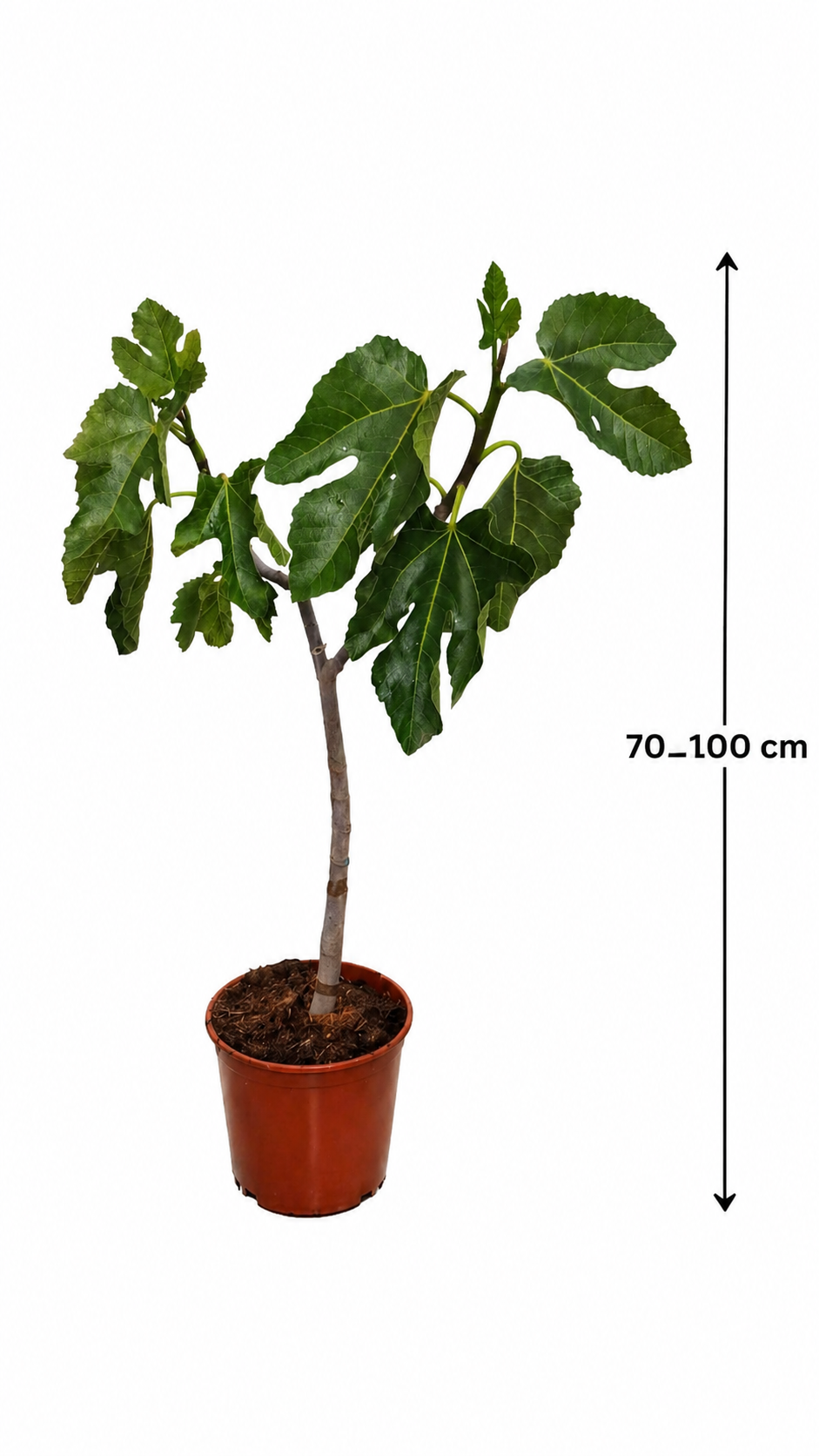 Ficus carica 'Cuello de Dama Blanca' Feigenbaum 70–100 cm – Echte Feige winterhart Obstbaum für Garten & Balkon