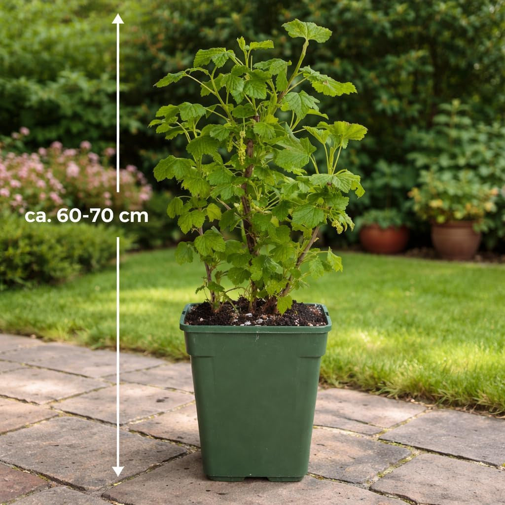 Jostabeere / Jochelbeere 60–70 cm – Ribes ‘Jostaberry’ – winterharter Beerenstrauch für Garten und Kübel