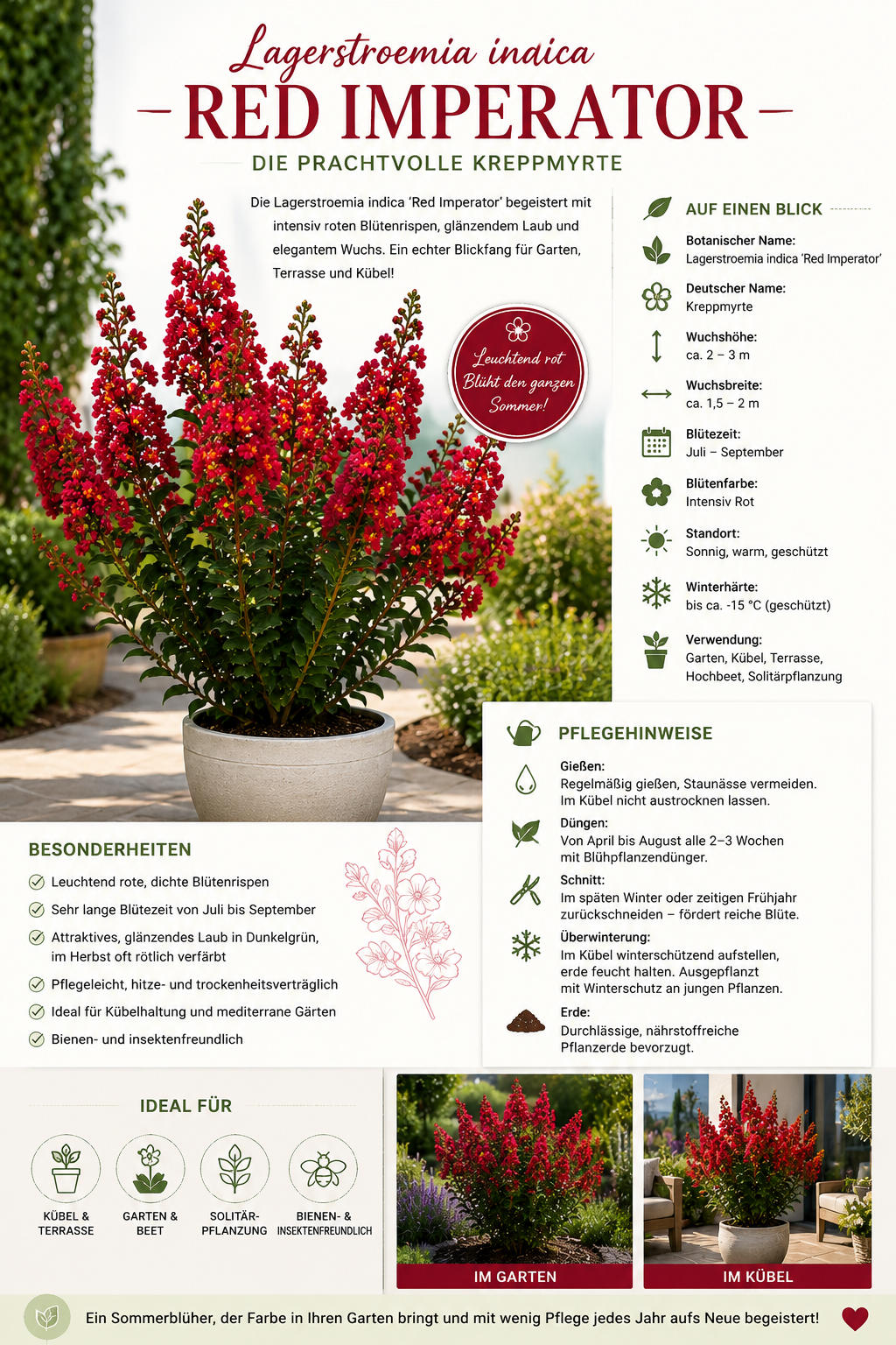 Lagerstroemia indica Red Imperator 40–60 cm – Rote Kreppmyrte – Flieder des Südens für Garten, Kübel und Terrasse
