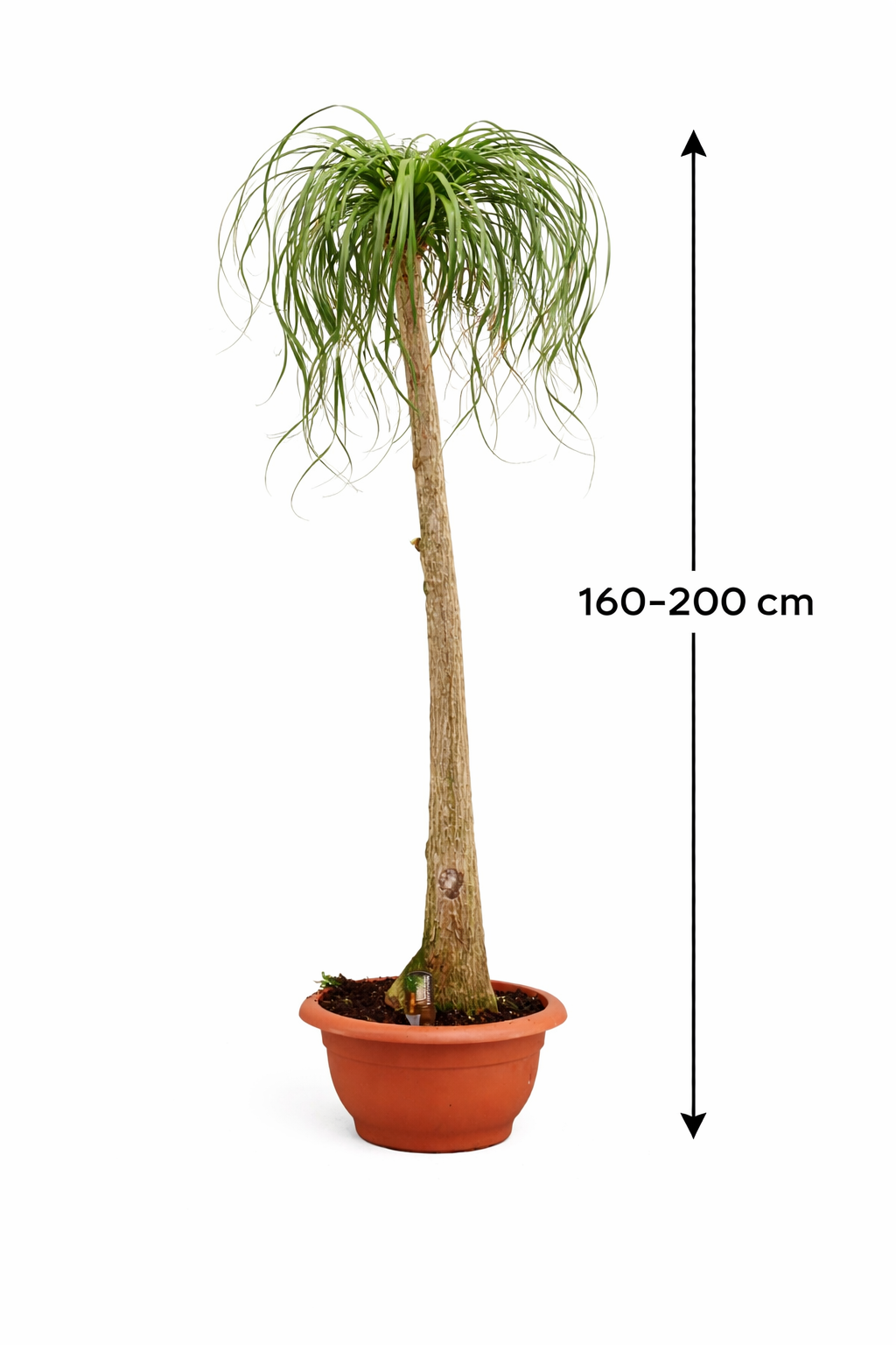 Elefantenfuß 160–200 cm – Beaucarnea recurvata | Flaschenbaum Zimmerpflanze, Wasserpalme, pflegeleicht & dekorativ