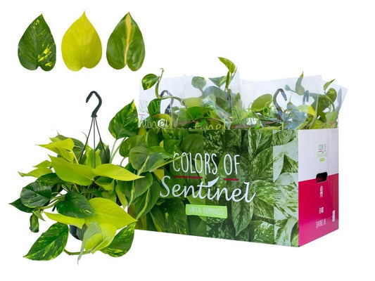 Epipremnum Pinatum Tricolore Ampel (45 cm) – Strahlende Kletterpflanze mit einzigartigem Blattschmuck – Pothos Tricolore