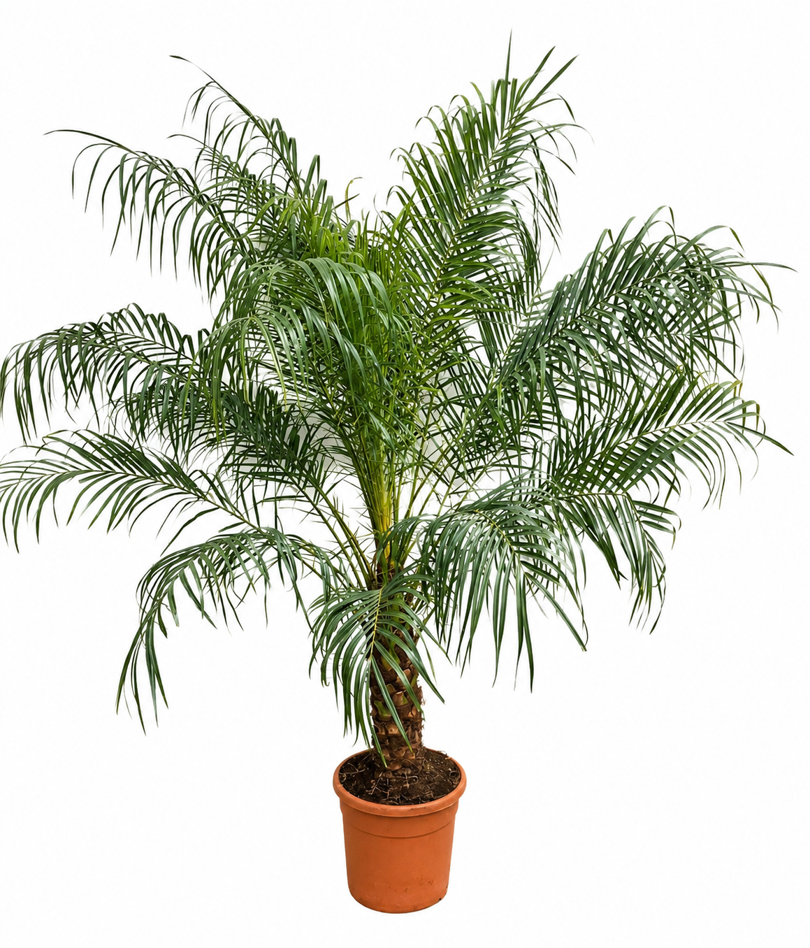 Zwerg Dattelpalme Phoenix Roebelenii 160-180 cm Dattelpalme Zimmerpalme Exotische Palme