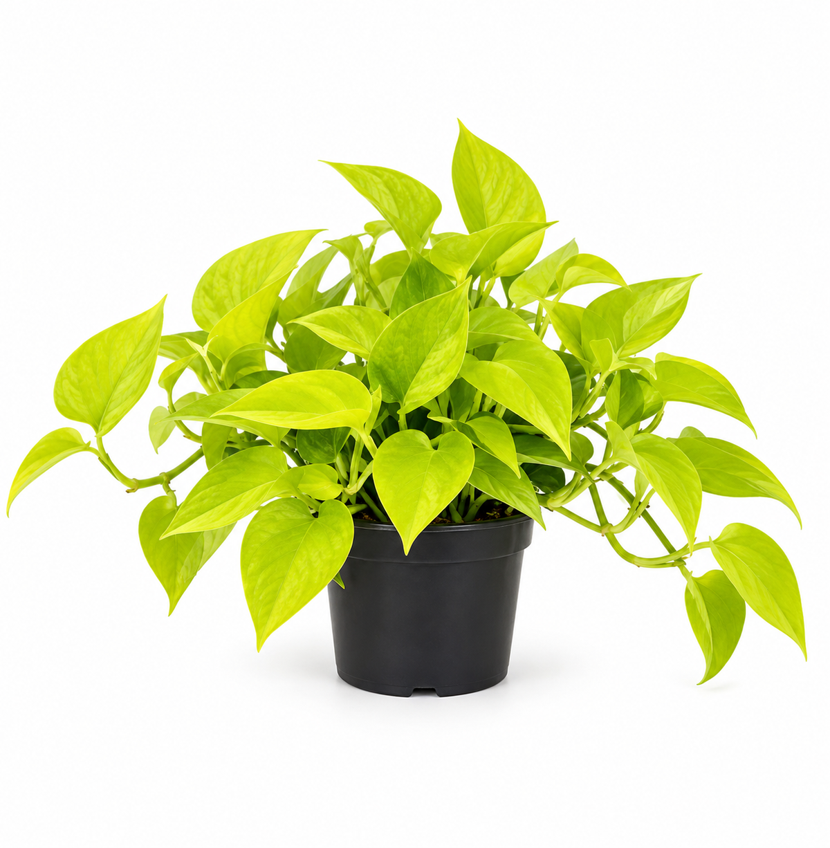 Klasika pro váš domov: Epipremnum 'Golden Pothos' - popínavý břečťan cca. 20 cm - Snadná údržba a dekorativní
