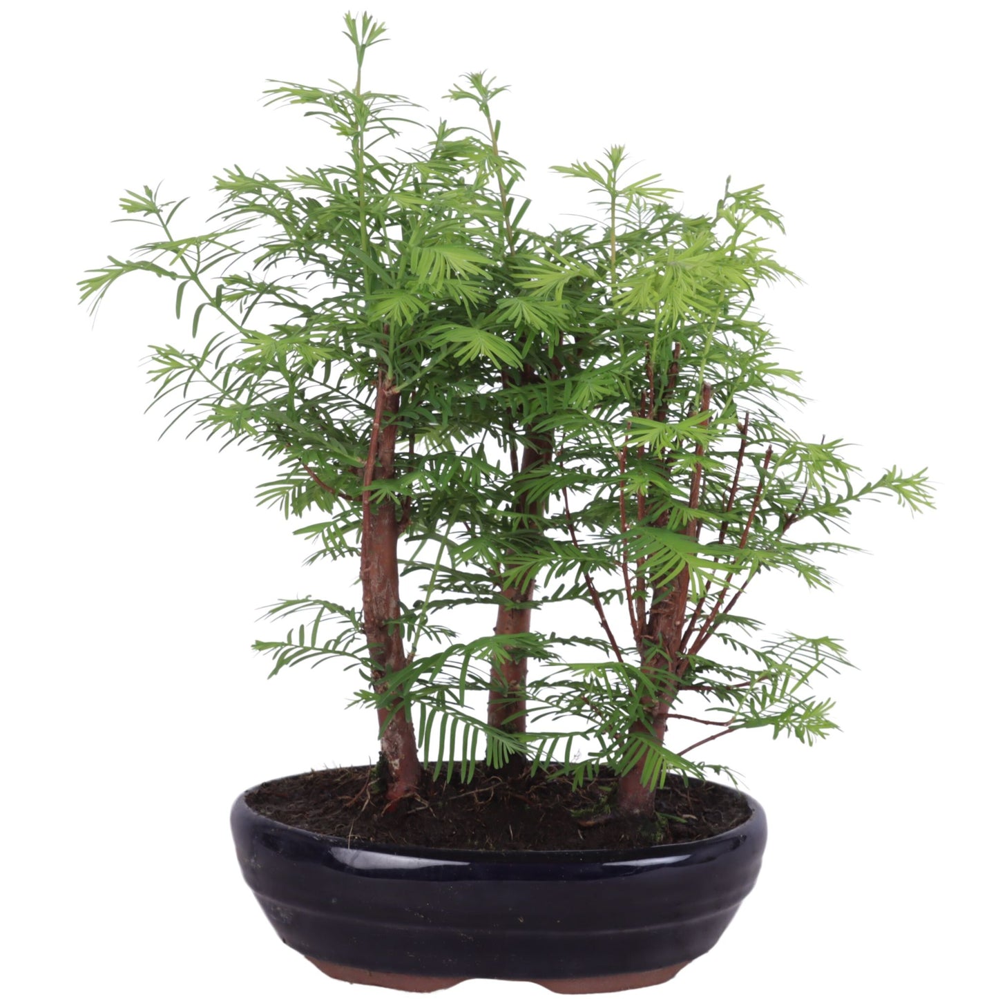 Outdoor Bonsai Urweltmammutbaum (Metasequoia) ca. 30 cm – winterhart, pflegeleicht, Mini Baum für Garten & Balkon