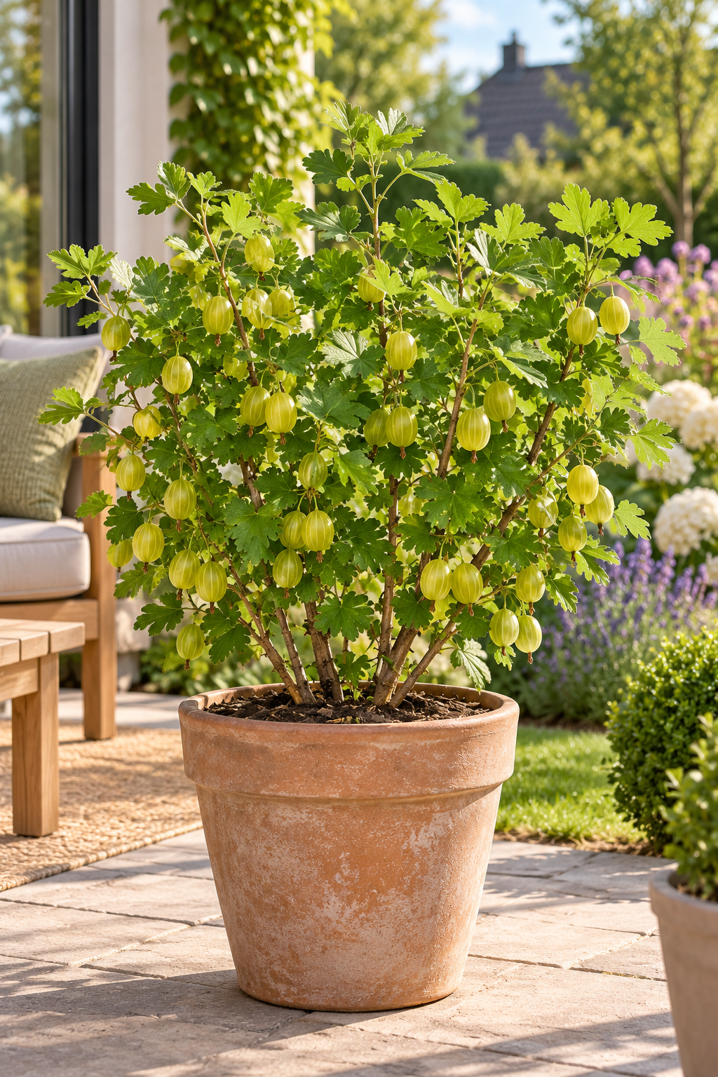 Grüne Stachelbeere ‘Hinnonmäki Grün’ 50–70 cm – Ribes uva-crispa, winterharter Beerenstrauch für Garten und Kübel