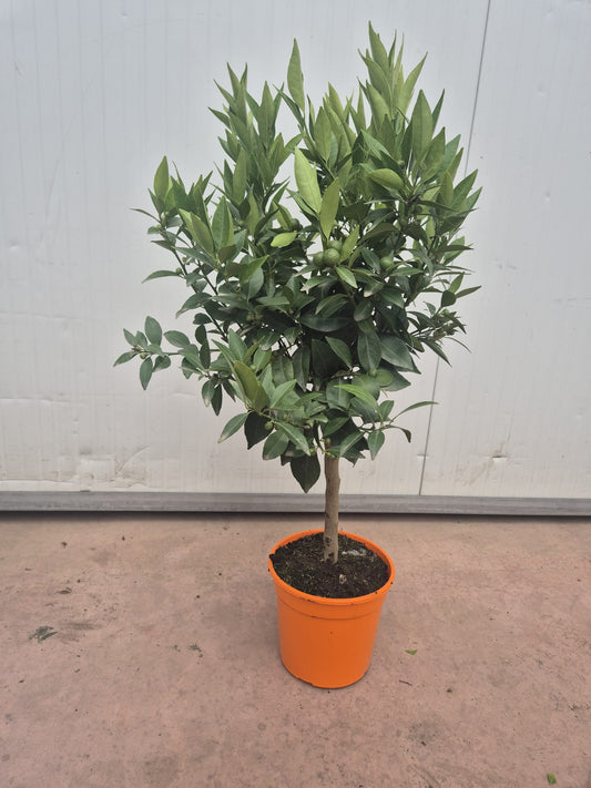 Mandarinenbaum Stämmchen (Citrus reticulata) – 50-60 cm Höhe inkl. Topf | Zwerg-Mandarinenpflanze für Balkon, Terrasse & Wintergarten