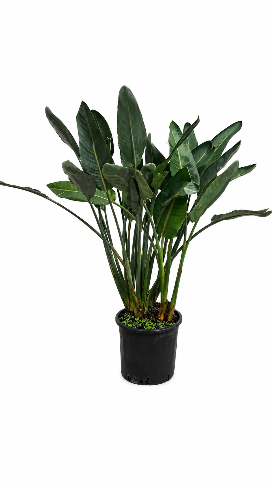 Strelitzia reginae – Paradiesvogelblume ca. 150 cm – große exotische Zimmerpflanze, Papageienblume & Königs-Strelitzie