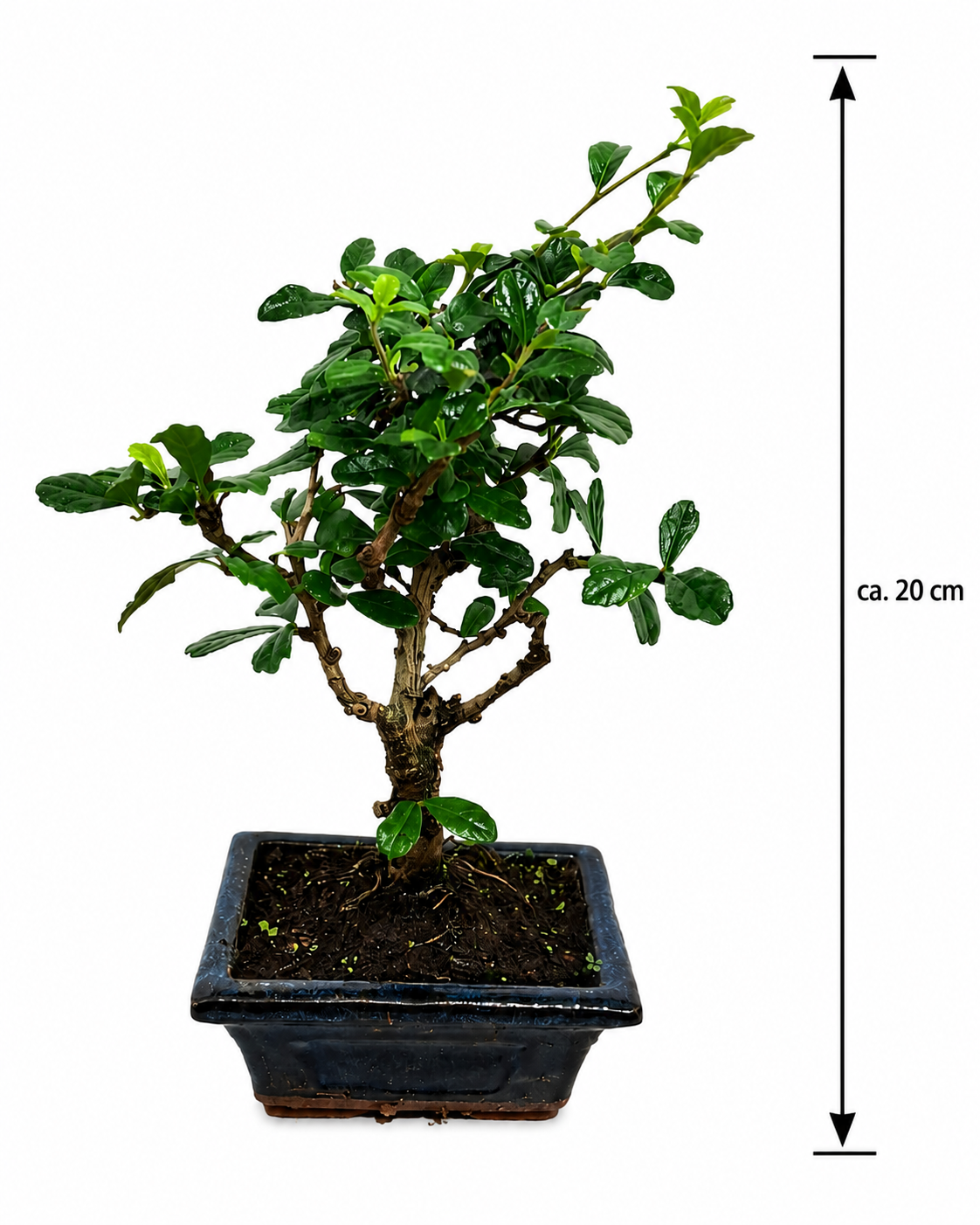 Carmona microphylla ca. 20 cm – Fukientee Bonsai Zimmerbonsai immergrün