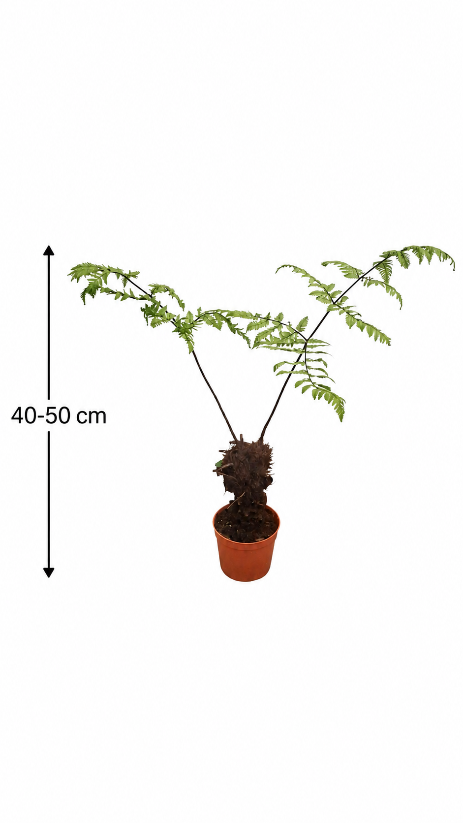 Polystichum rufopaleaceum 40–50 cm – Rotstieliger Schildfarn, winterharter Gartenfarn für Schatten & Kübel