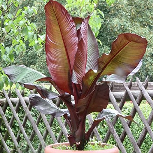 rote Zierbanane 100-120 cm  Ensete ventricosum Maurelii - Abessinische Banane