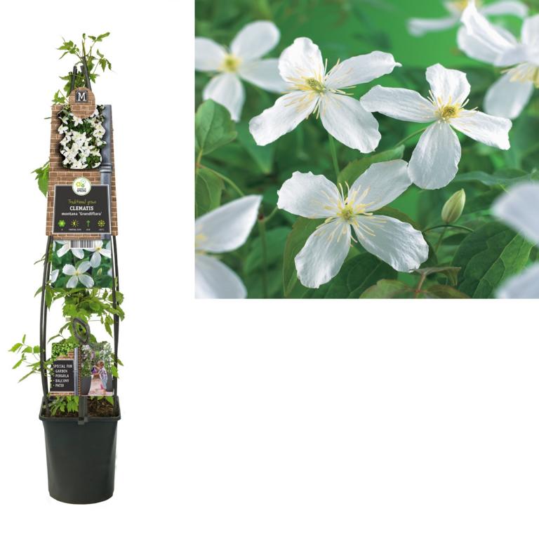 Clematis montana ‚Grandiflora‘ 30–50 cm – Berg-Waldrebe, stark wachsende Kletterpflanze mit weißen Blüten