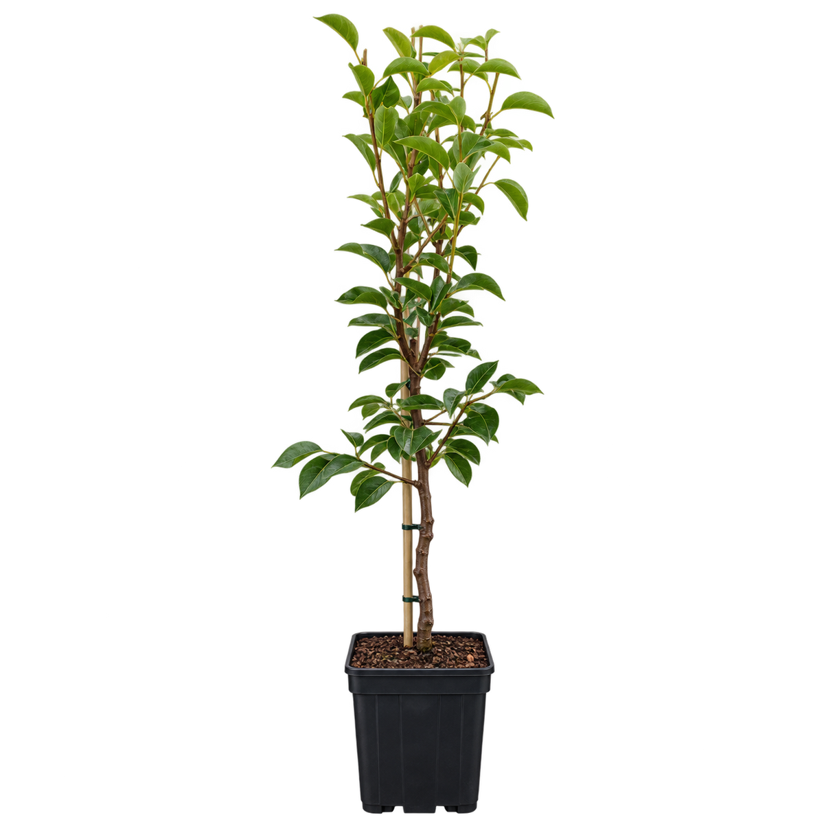 Birnbaum ‘Gellerts Butterbirne’ / ‘Beurré Hardy’ – aromatische Herbstbirne für den Garten – 100–120 cm inkl. Topf
