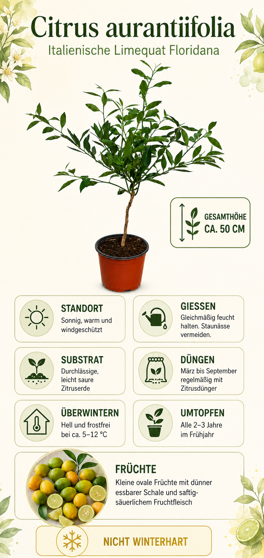 Limequat Floridana Stämmchen ca. 50 cm – Citrus × floridana, italienische Zitruspflanze und Limetten-Kumquat-Hybride