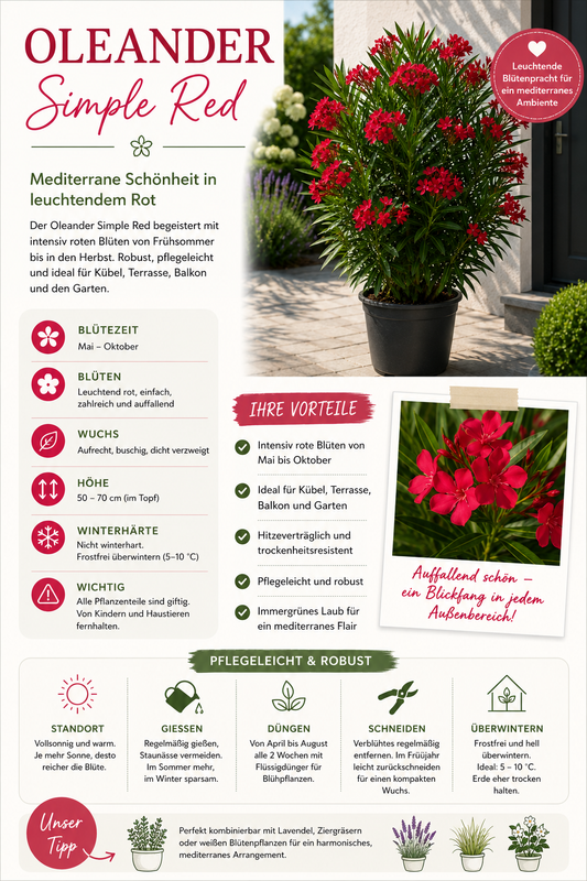 Roter Oleander Nerium oleander Einfachblüte Mediterrane Kübelpflanze Blühstrauch 50–70 cm