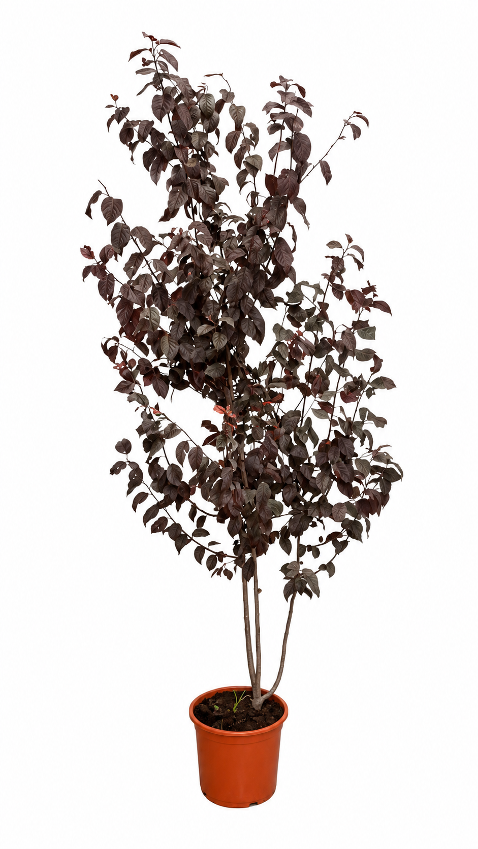Blutpflaume Prunus cerasifera Pissardii ca 200 cm Zierpflaume Blutpflaumenbaum Rotlaubiger Zierbaum