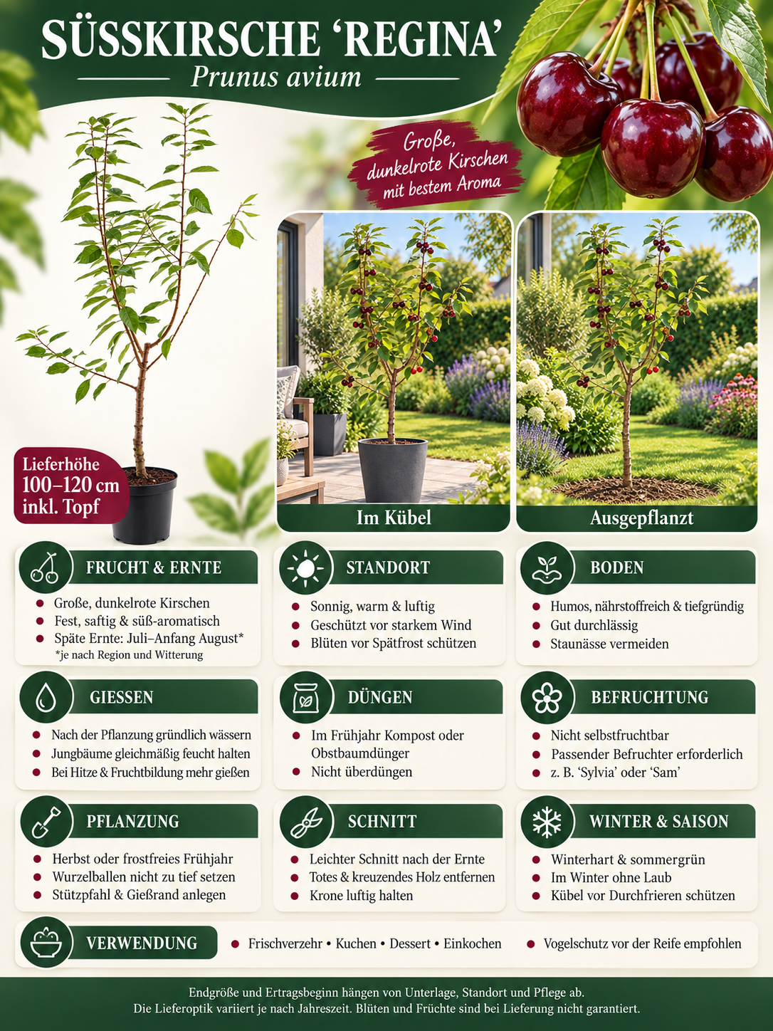 Süßkirsche ‘Regina’ 100–120 cm – Prunus avium | Dunkelrote Knorpelkirsche für Garten und Obstwiese