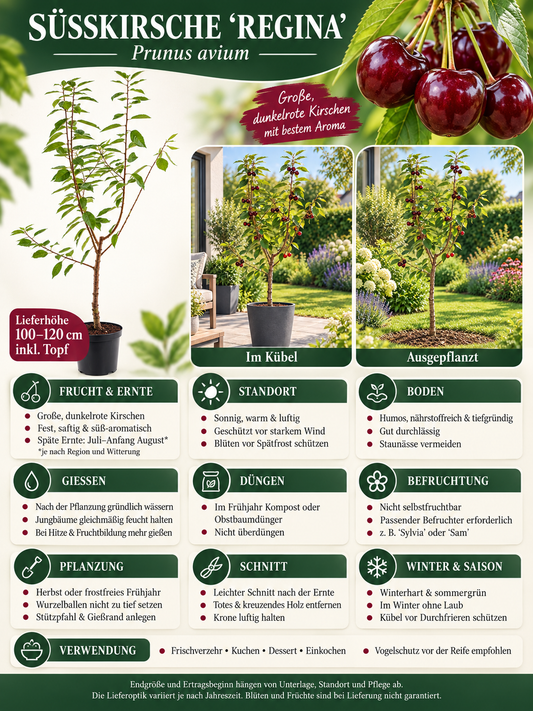 Süßkirsche ‘Regina’ 100–120 cm – Prunus avium | Dunkelrote Knorpelkirsche für Garten und Obstwiese