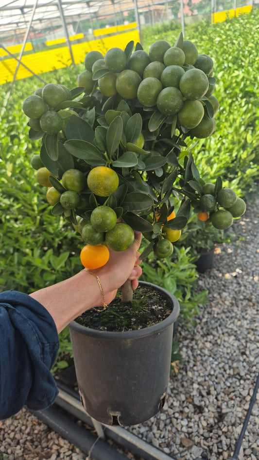 Calamondin Stämmchen (Zwerg-Orangenbaum, Citrus mitis) – 50-60 cm Gesamthöhe inkl. Topf, dekorativer Zitrusbaum für Zuhause & Terrasse