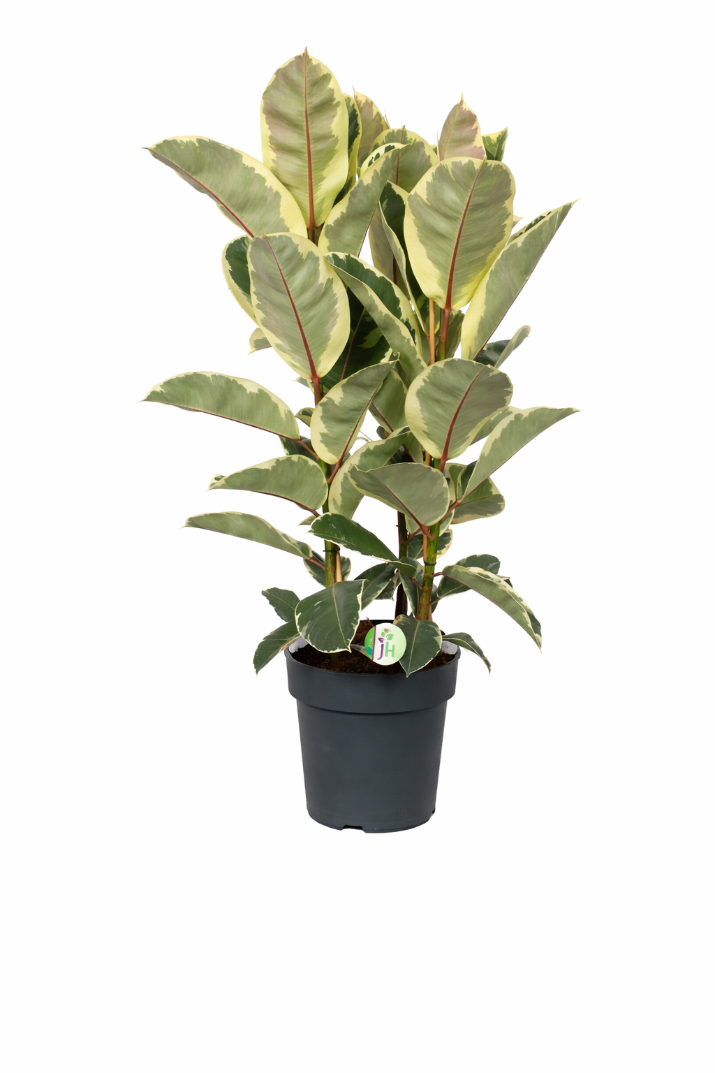 Bílo-panašovaný kaučukovník 3 rostliny v květináči o průměru 100-110 cm Ficus elastica Tineke pokojová rostlina