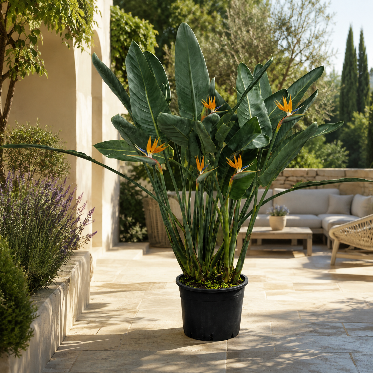 Strelitzia reginae – Paradiesvogelblume ca. 150 cm – große exotische Zimmerpflanze, Papageienblume & Königs-Strelitzie