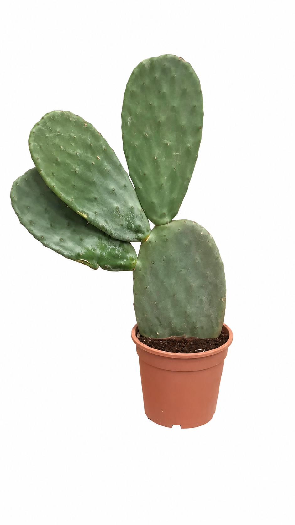 Opuntia ficus-indica Feigenkaktus 50–60 cm – Echter Feigenkaktus, winterharte Kaktuspflanze für Garten, Terrasse & Kübel