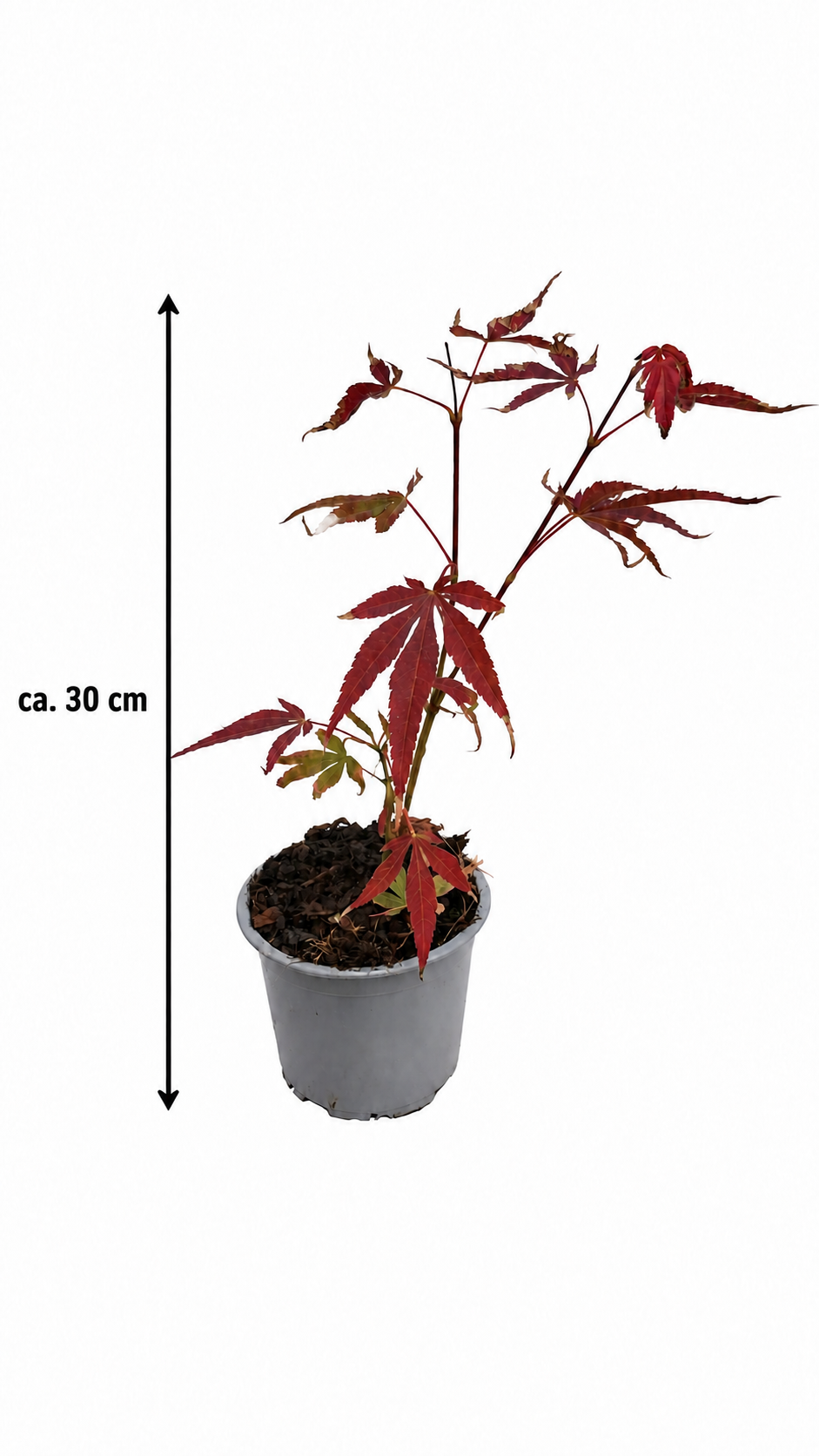 Acer palmatum ‘Atropurpureum’ ca. 30 cm – Roter Japanischer Fächerahorn für Garten, Terrasse und Kübel