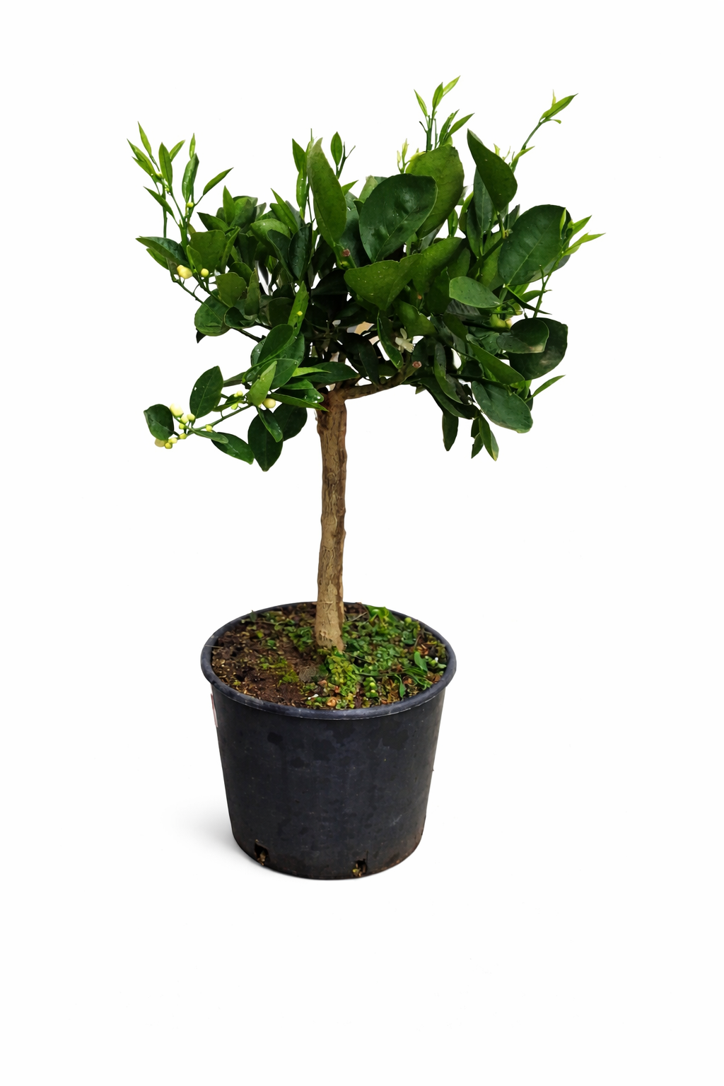 Arancio Chocolate Orangebaum (Chocolate Navel Orange) – Citrus sinensis – seltene Schokoladenorange 70–100 cm, Orangenbaum kaufen