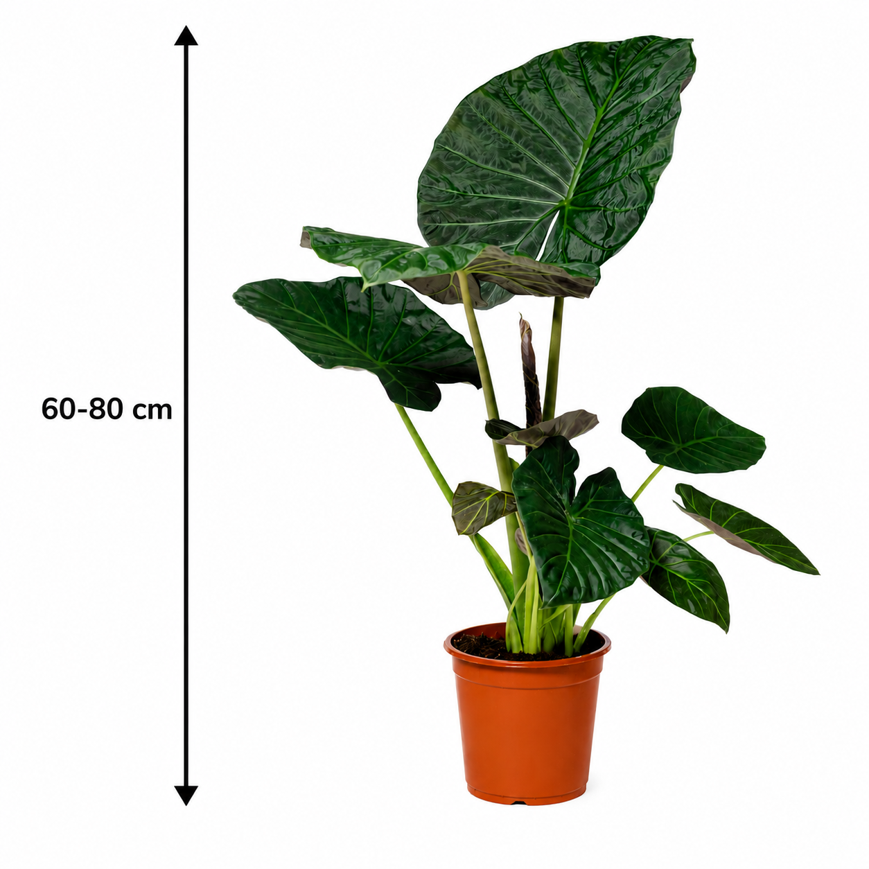 Alocasia Regal Shield 60–80 cm – Elefantenohr – Pfeilblatt – Tropische Zimmerpflanze – Große Grünpflanze für Wohnräume