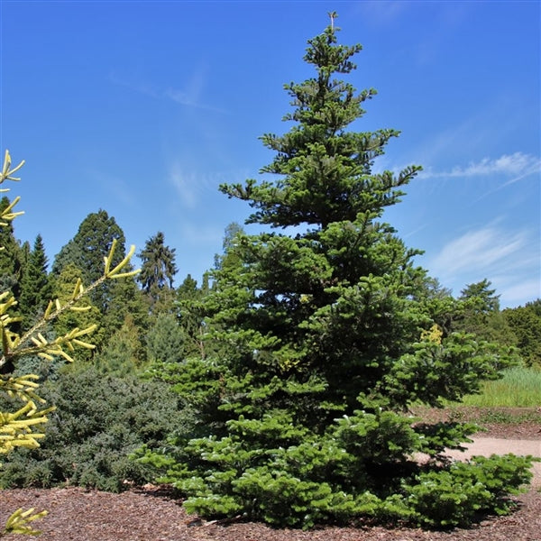 Koreanische Tanne (Abies koreana) 40–50 cm – Immergrüner Zwerg-Nadelbaum für Garten & Kübel