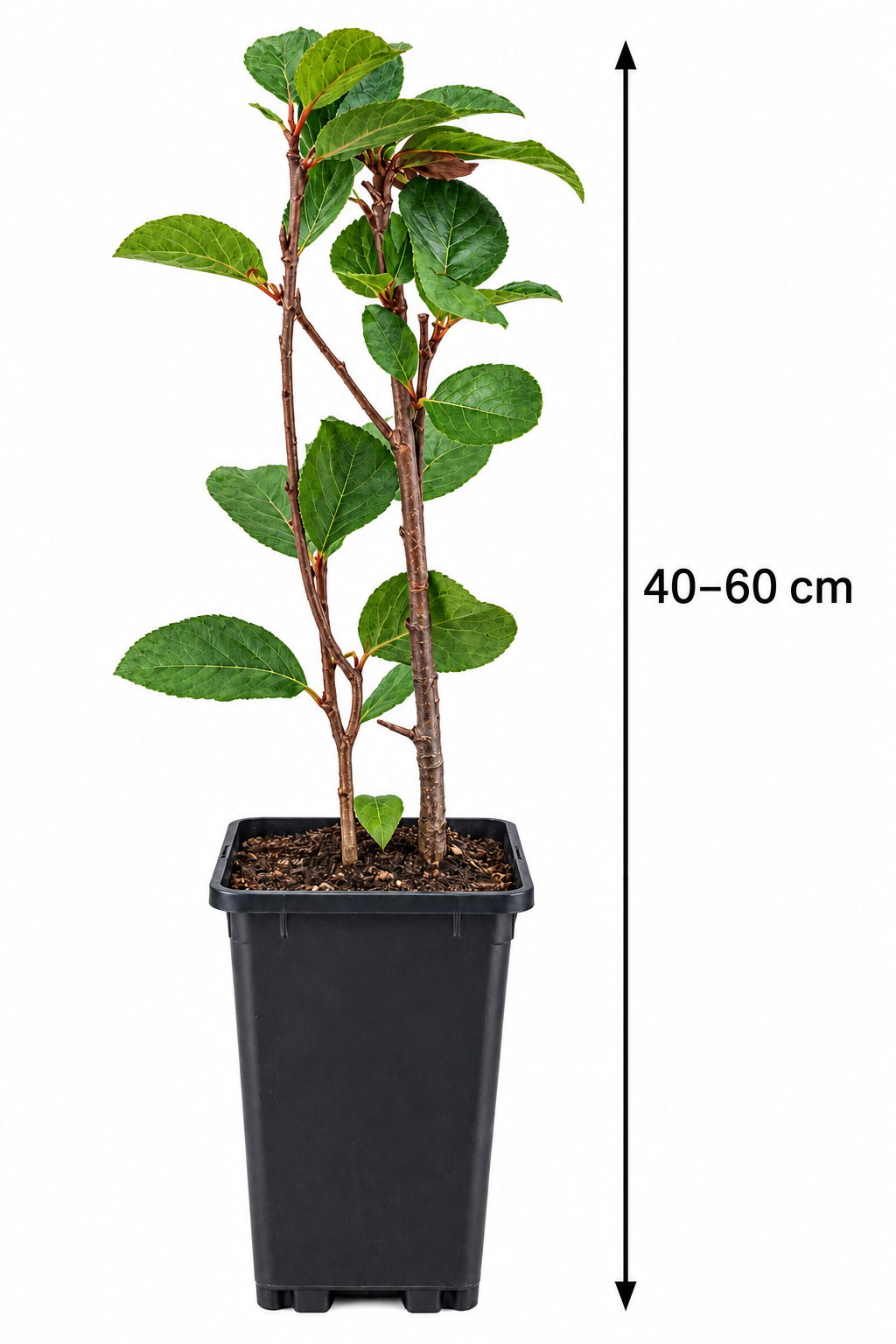 Schwarze Apfelbeere ‘Hugin’ – Aronia melanocarpa – winterharter Beerenstrauch für Garten & Kübel – 40–60 cm inkl. Topf