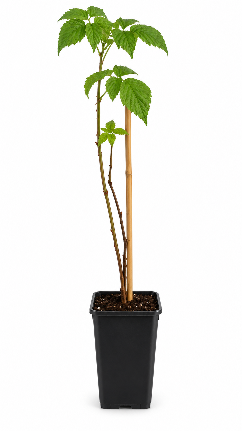 Himbeere ‘Schönemann’ 50–70 cm – Rubus idaeus Sommerhimbeere, aromatischer Beerenstrauch für Garten und Naschgarten