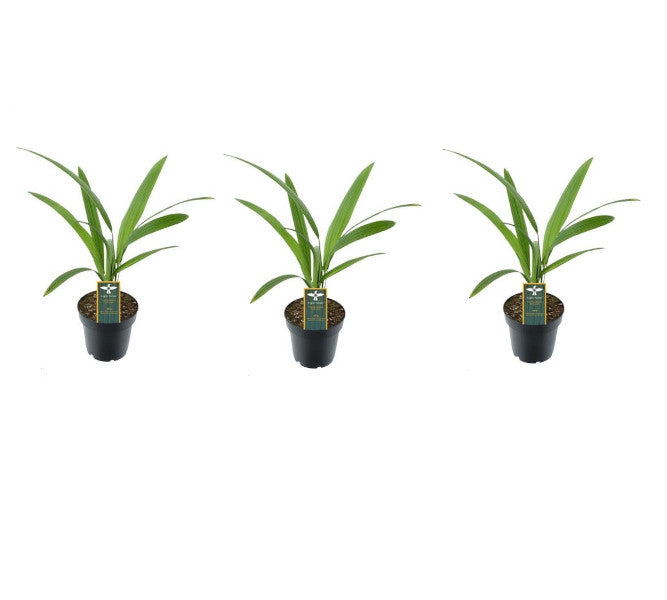 3er Set Trachycarpus Fortunei Palmen - Ca. 25 cm Höhe - Winterharte Hanfpalmen für Ihren Garten