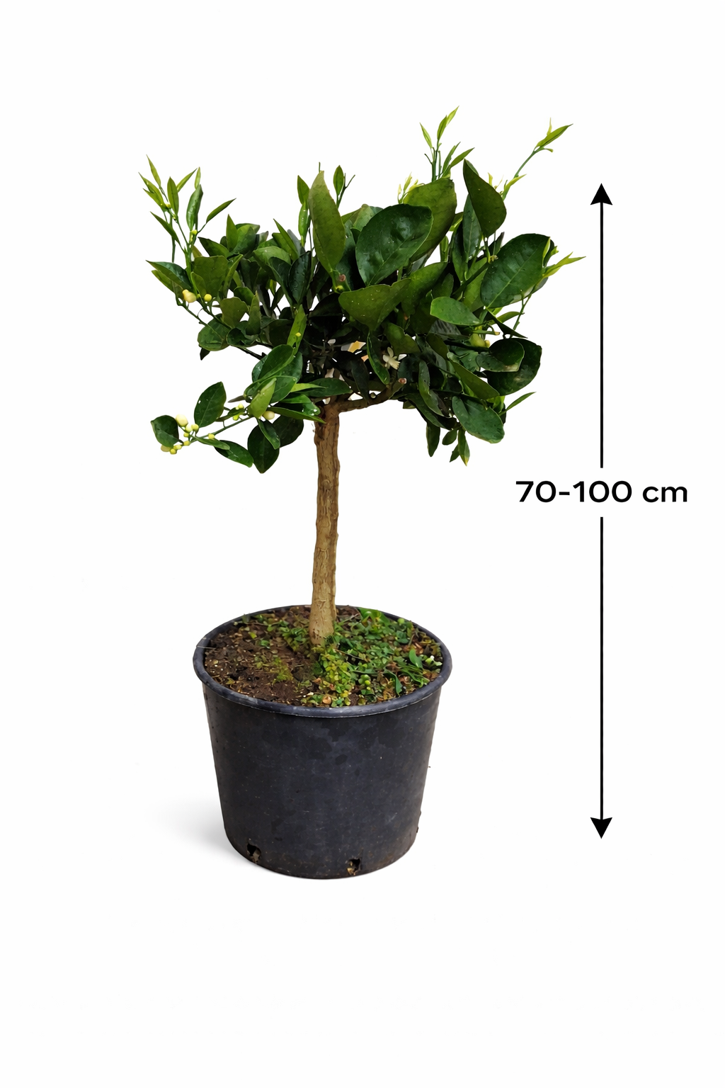 Arancio Chocolate Orangebaum (Chocolate Navel Orange) – Citrus sinensis – seltene Schokoladenorange 70–100 cm, Orangenbaum kaufen