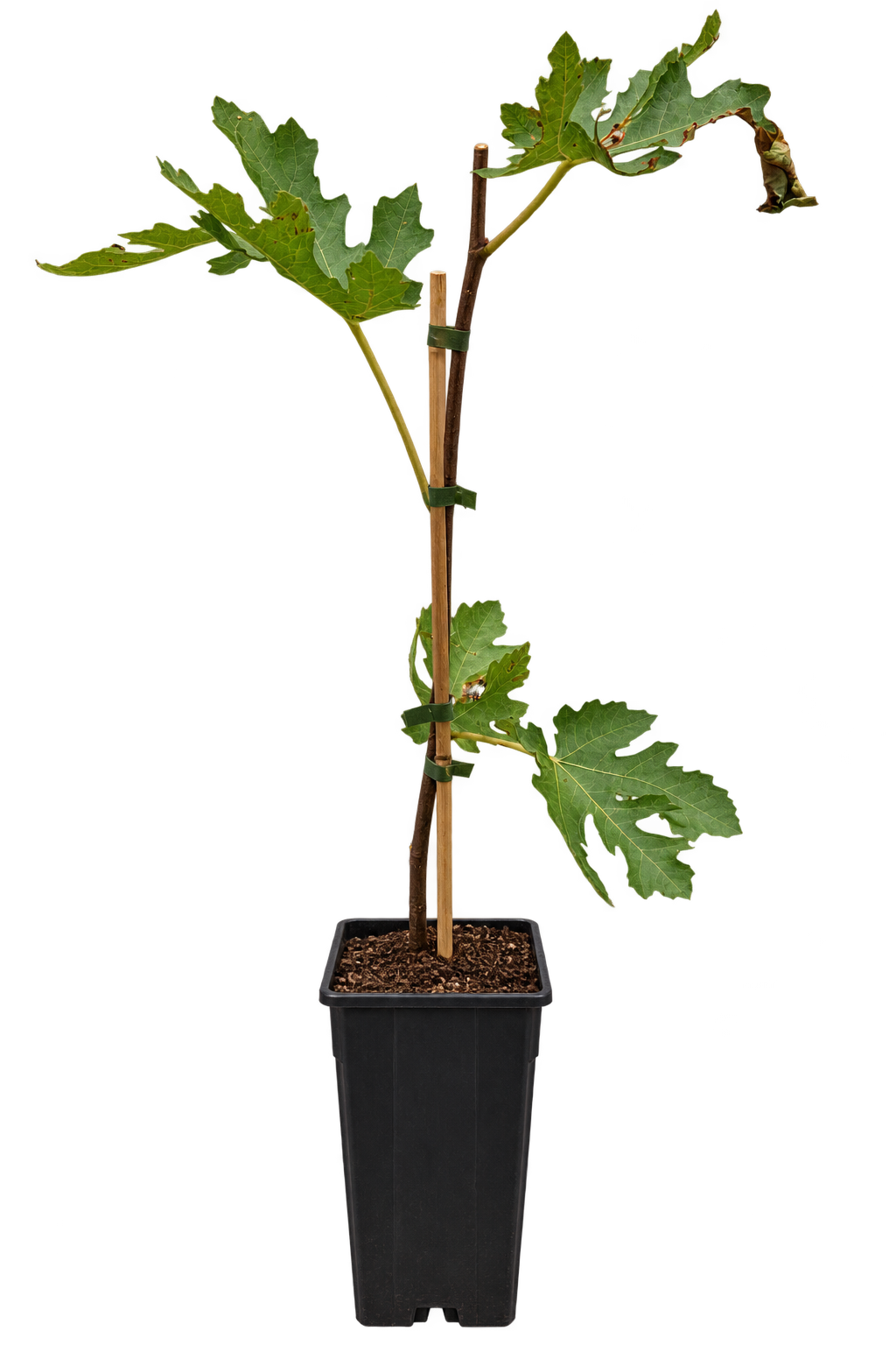 Feige ‘Ice Crystal’ – Ficus carica – Feigenbaum mit dekorativen Blättern für Garten & Kübel – 40–60 cm inkl. Topf
