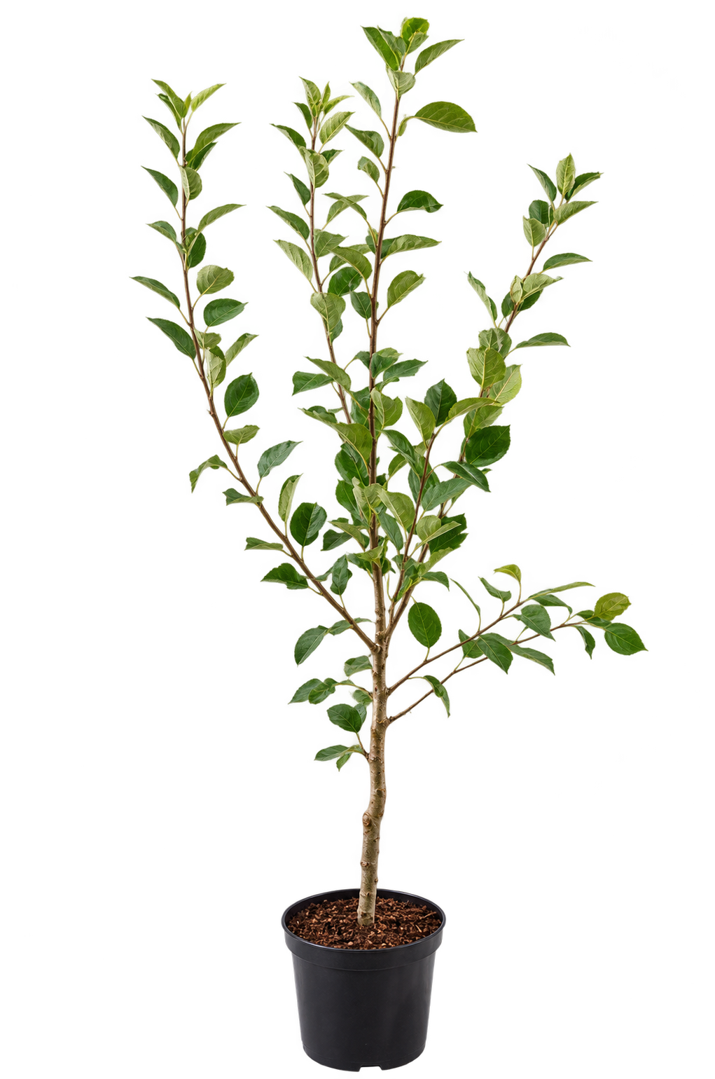 Apfelbaum ‘James Grieve’ – saftiger Sommerapfel für den Garten – 100–120 cm inkl. Topf – Malus x domestica