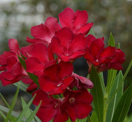 Oleander 80-100 cm Nerium oleander Jannoch -Jannoch-