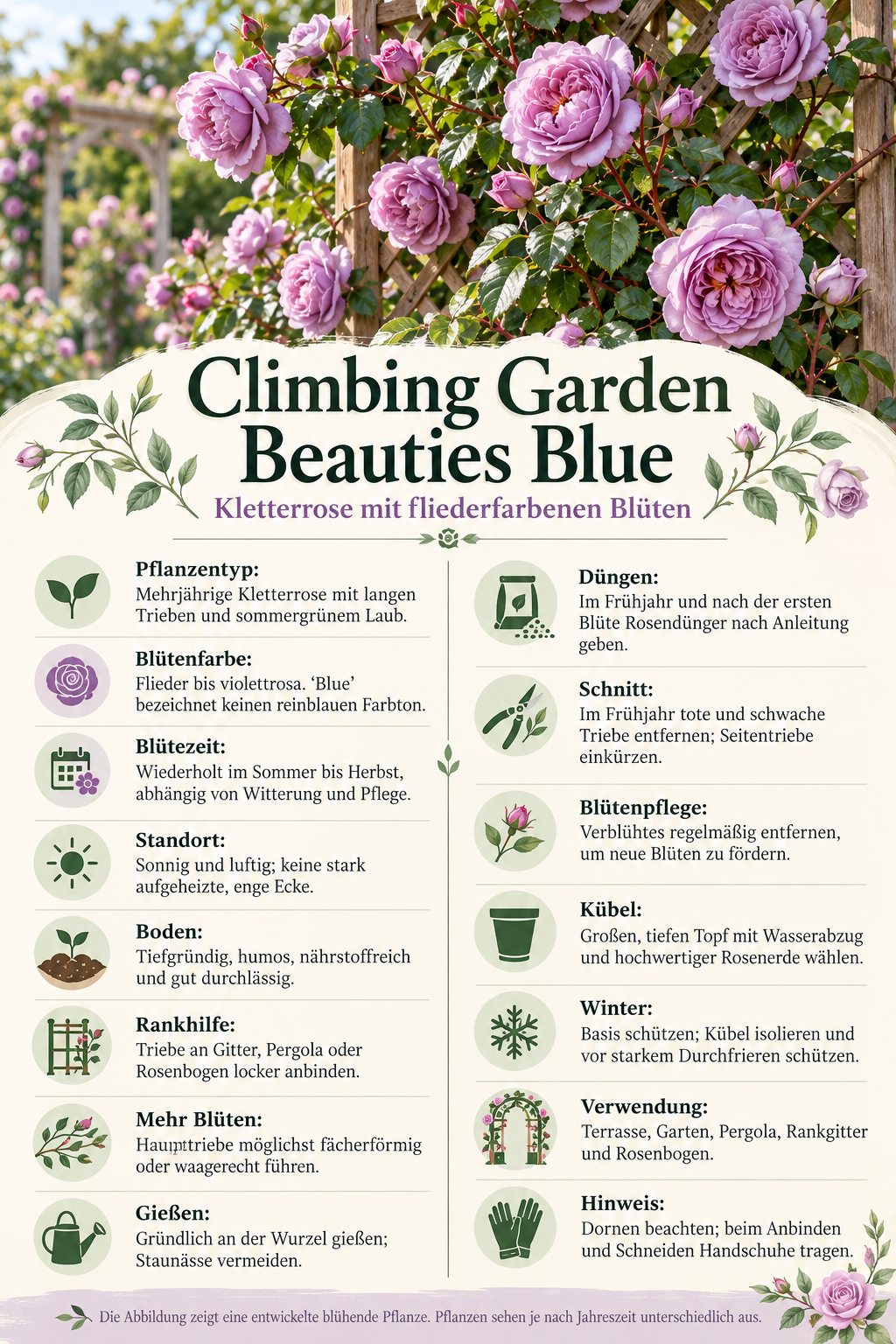 Kletterrose ‘Climbing Garden Beauties Blue’ – Rose für Garten, Terrasse & Kübel – 50–70 cm inkl. Topf