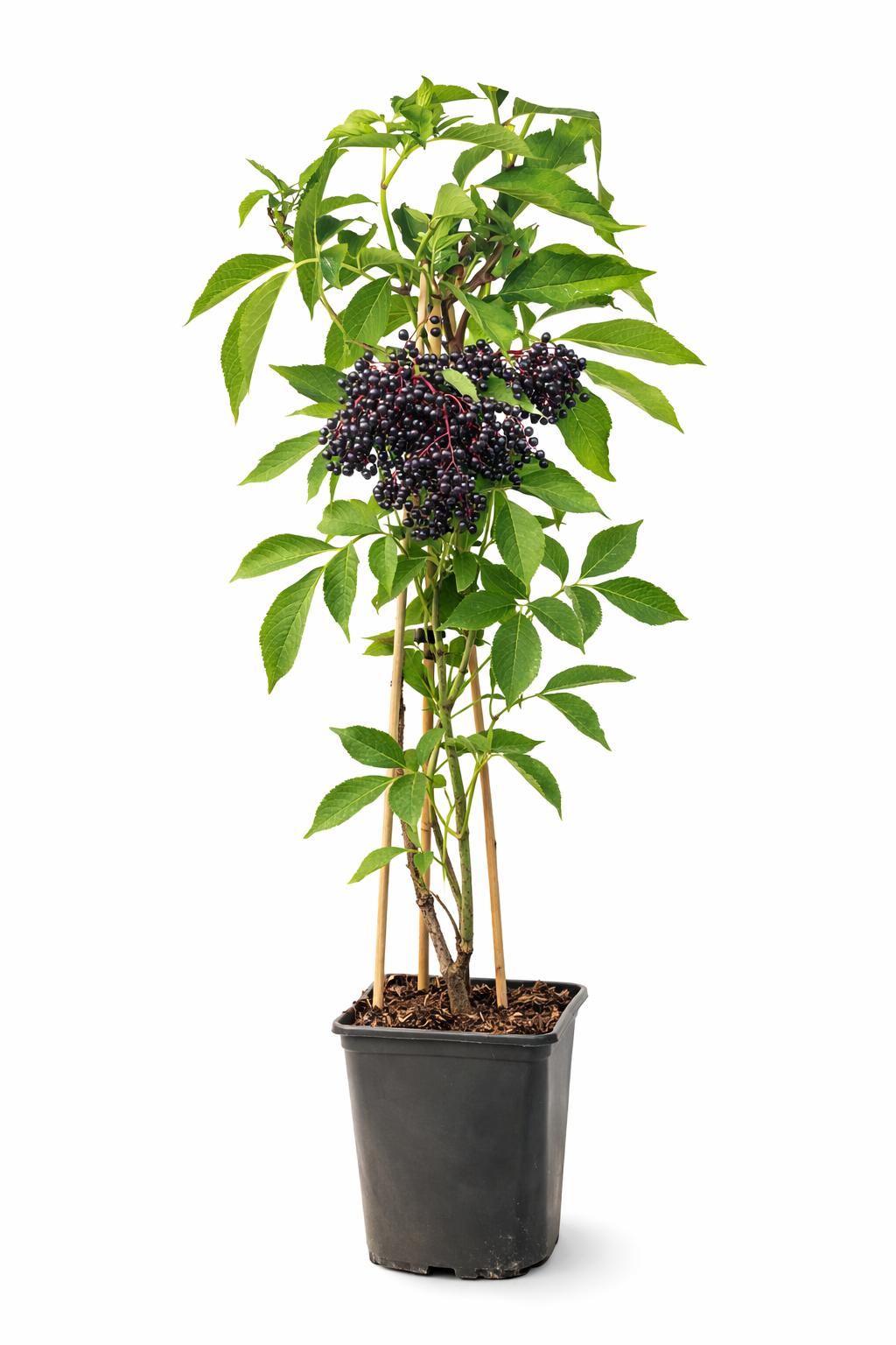 Holunder Haschberg 50–70 cm – Schwarzer Holunder (Sambucus nigra Haschberg) – Ertragreiche Beerenpflanze