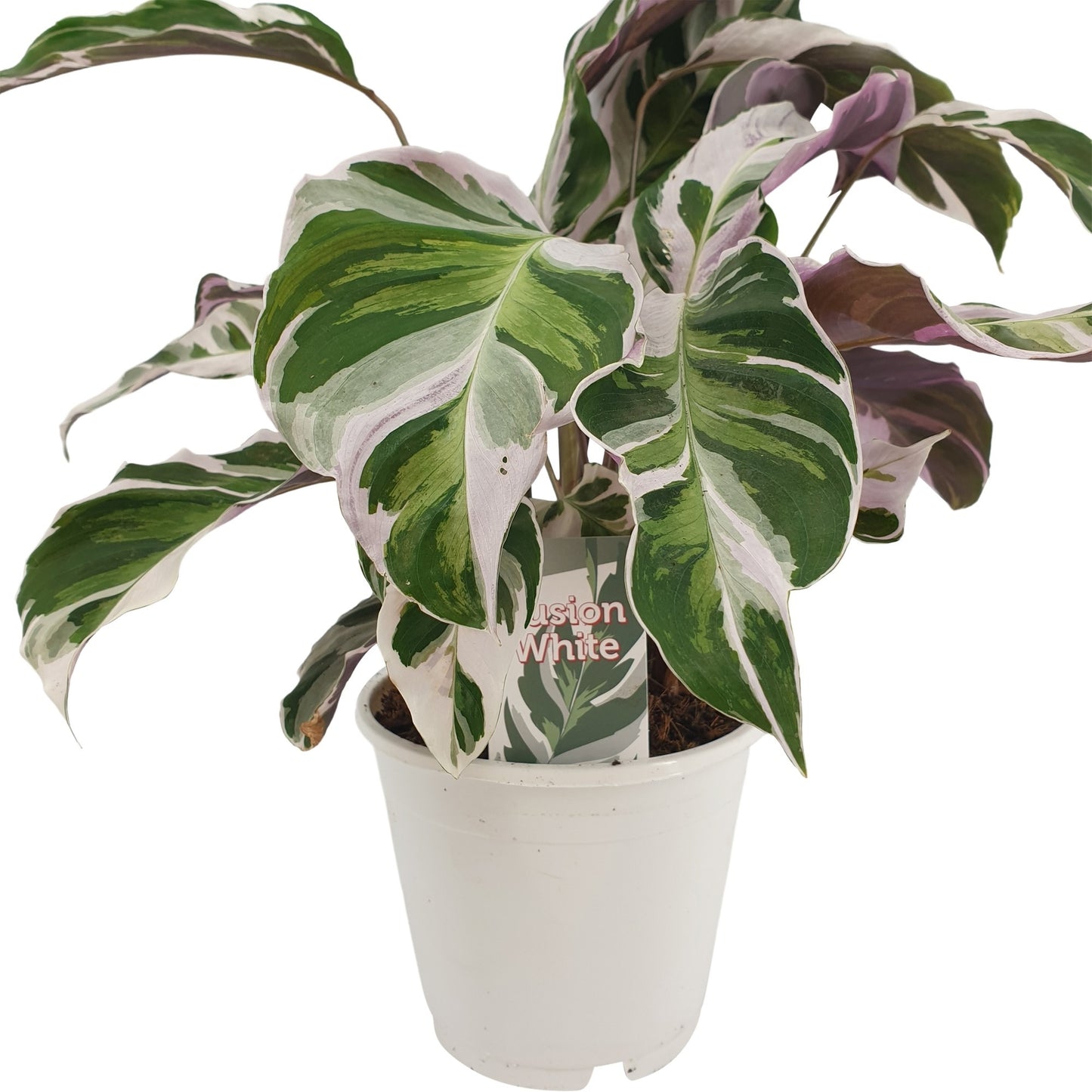 Calathea Fusion White 40-60 cm - Korbmarante - Grünpflanze - Zimmerpflanze - Haustierfreundlich