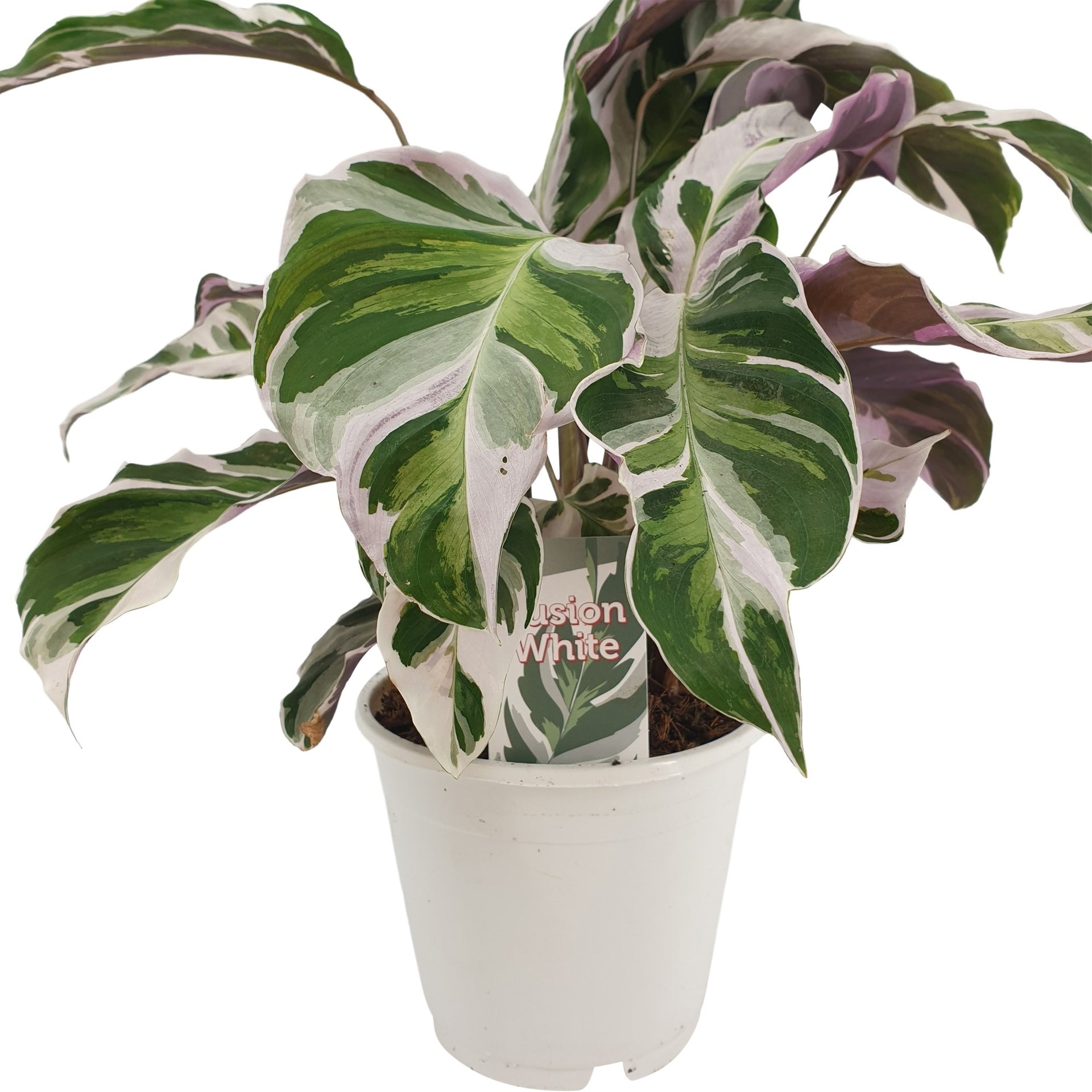 Calathea Fusion White 40-60 cm - Korbmarante - Grünpflanze