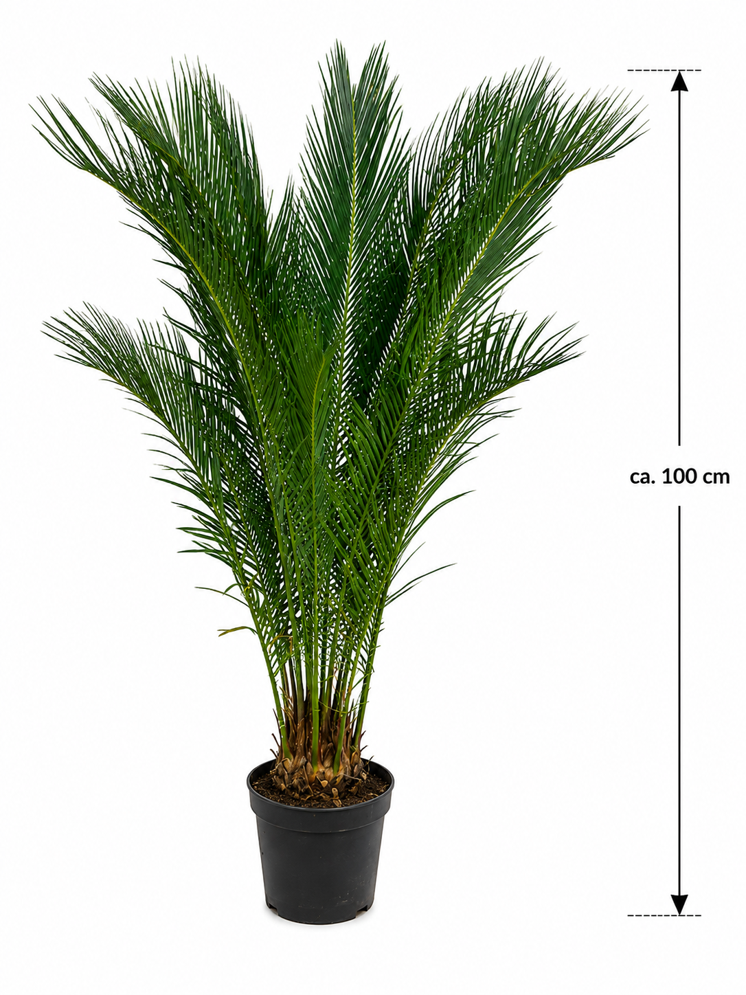 Cycas Revoluta ca. 100 cm – Palmfarn Sagopalme Zimmerpalme Exotische Grünpflanze