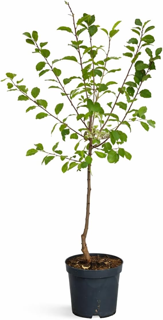 Pflaume Königin Viktoria 100–120 cm – selbstbestäubender Pflaumenbaum –  Blumen-Senf®