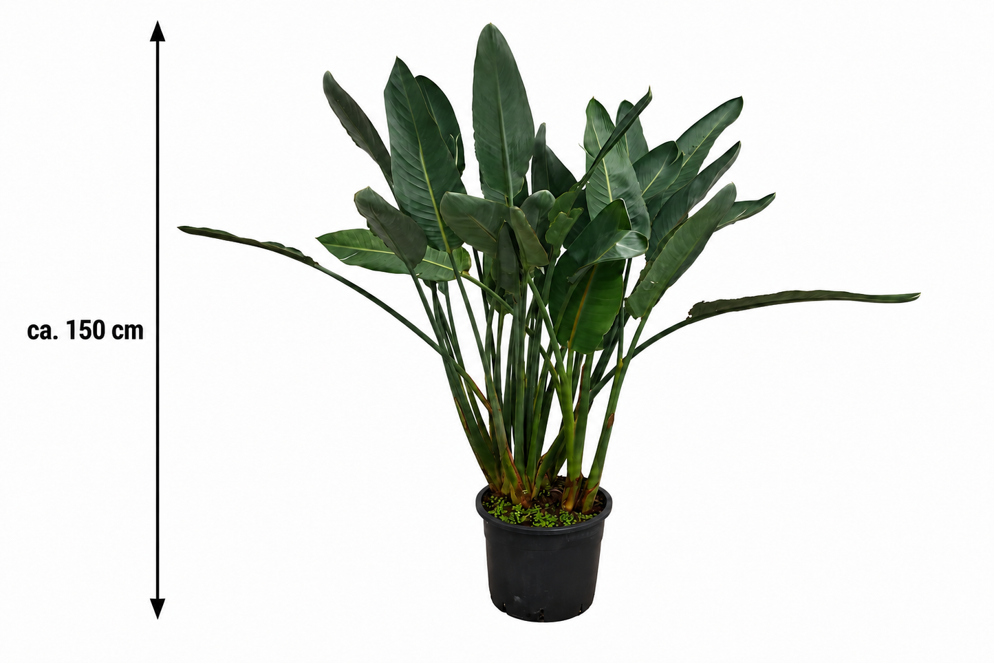 Strelitzia reginae – Paradiesvogelblume ca. 150 cm – große exotische Zimmerpflanze, Papageienblume & Königs-Strelitzie