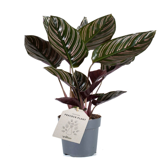 Calathea ornata Sanderiana 30-40 cm - Korbmarante - Zimmerpflanze - Grünpflanze - Haustierfreundlich