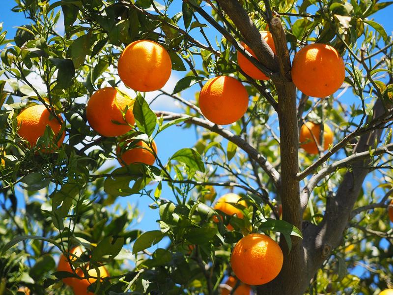 Orangenbaum Citrus Sinensis Valencia 120-140 cm – Apfelsine Pflanze für deinen Garten