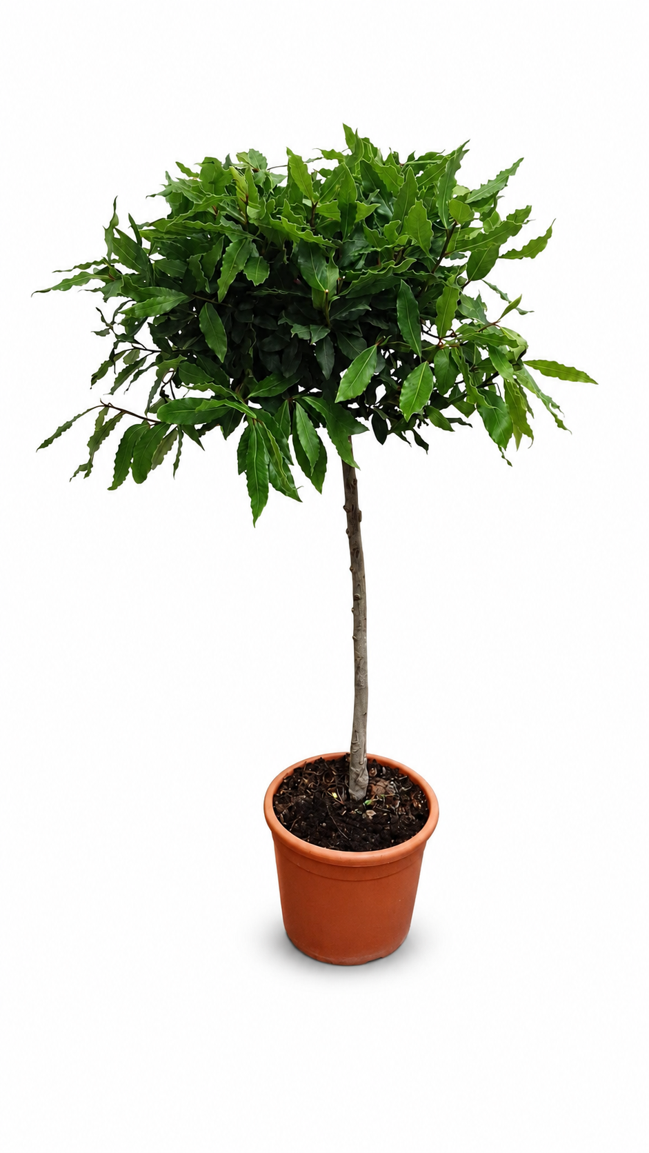 Laurus Nobilis Lorbeer Stämmchen 100–120 cm Echter Lorbeerbaum Kübelpflanze Mediterrane Gewürzpflanze