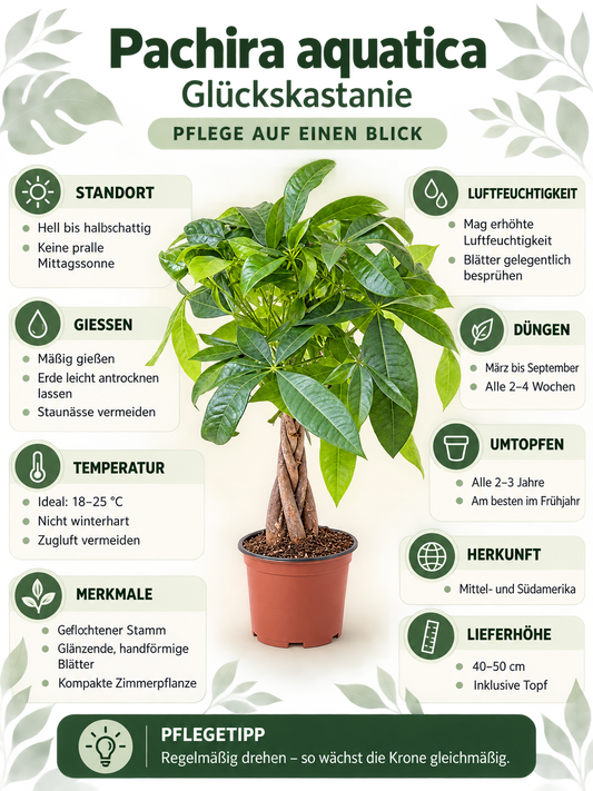 Pachira aquatica 40–50 cm – Glückskastanie, pflegeleichte Zimmerpflanze für Wohnzimmer & Büro
