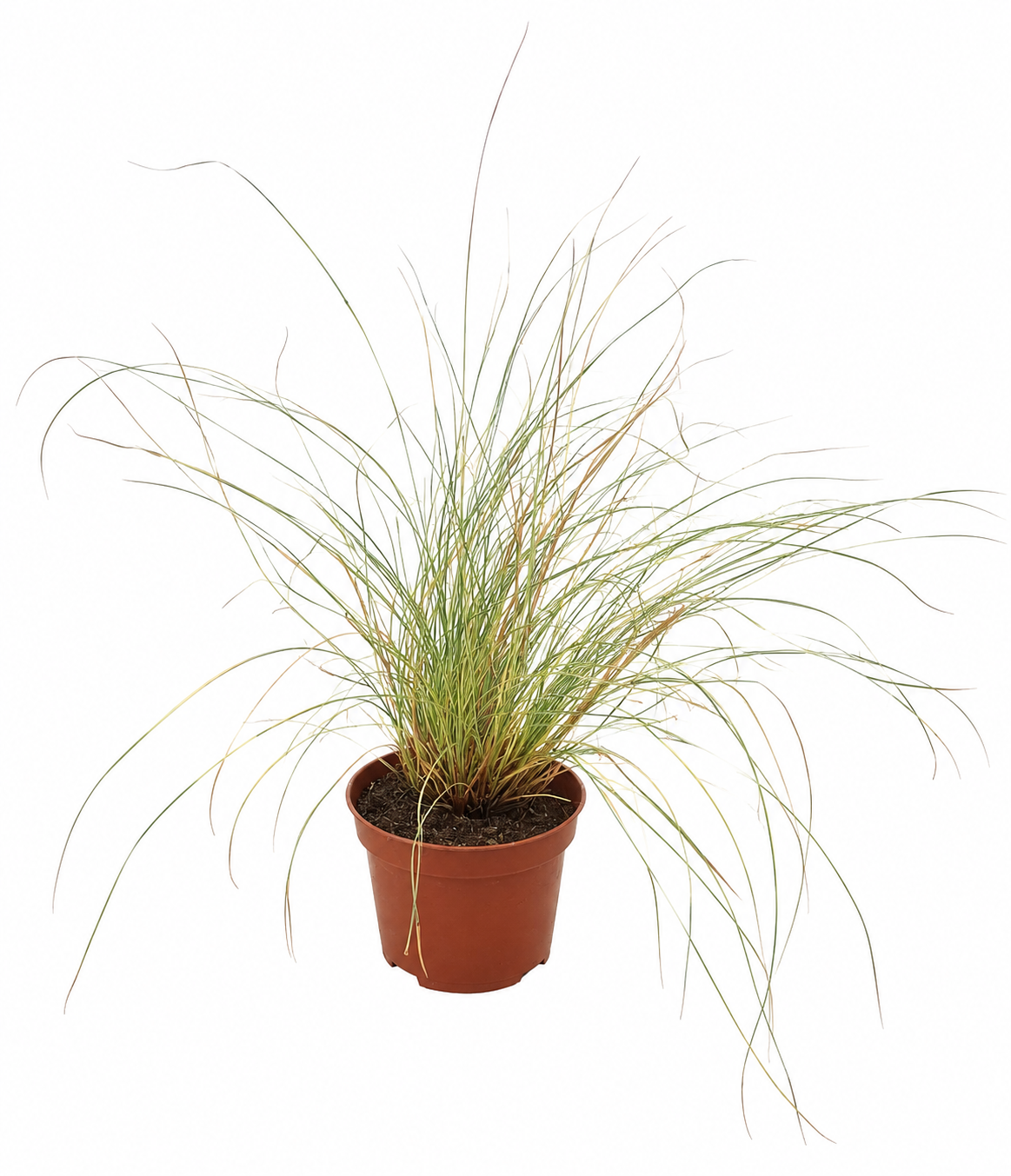 Carex brunnea Jenneke ca. 25 cm – Japan Segge – Immergrünes Ziergras für Garten, Balkon, Kübel & Beet